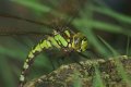 Dragonflies and Damselflies: Southern Hawker - female ovipositing (Aeshna cyanae)